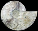 Cut Ammonite Fossil (Half) - Agatized #49906-1